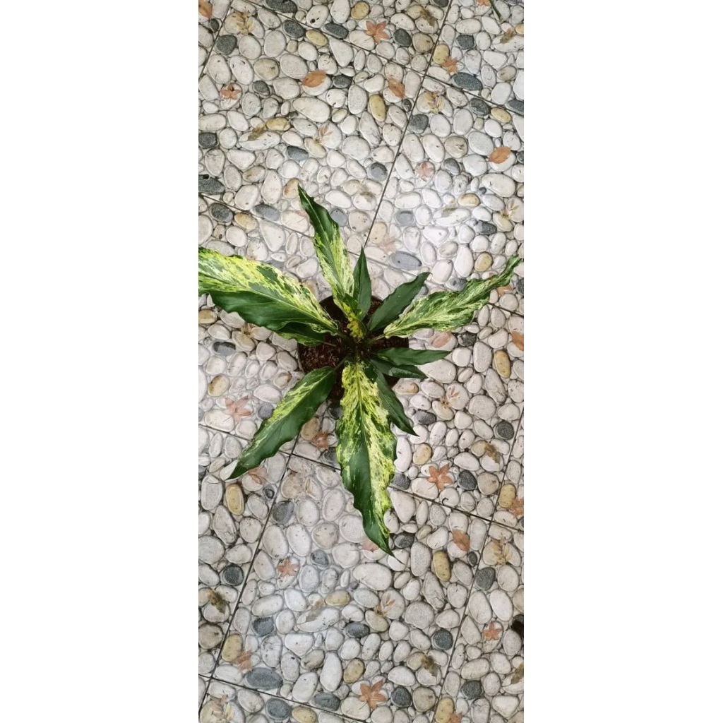 anturium gelombang cinta varigata