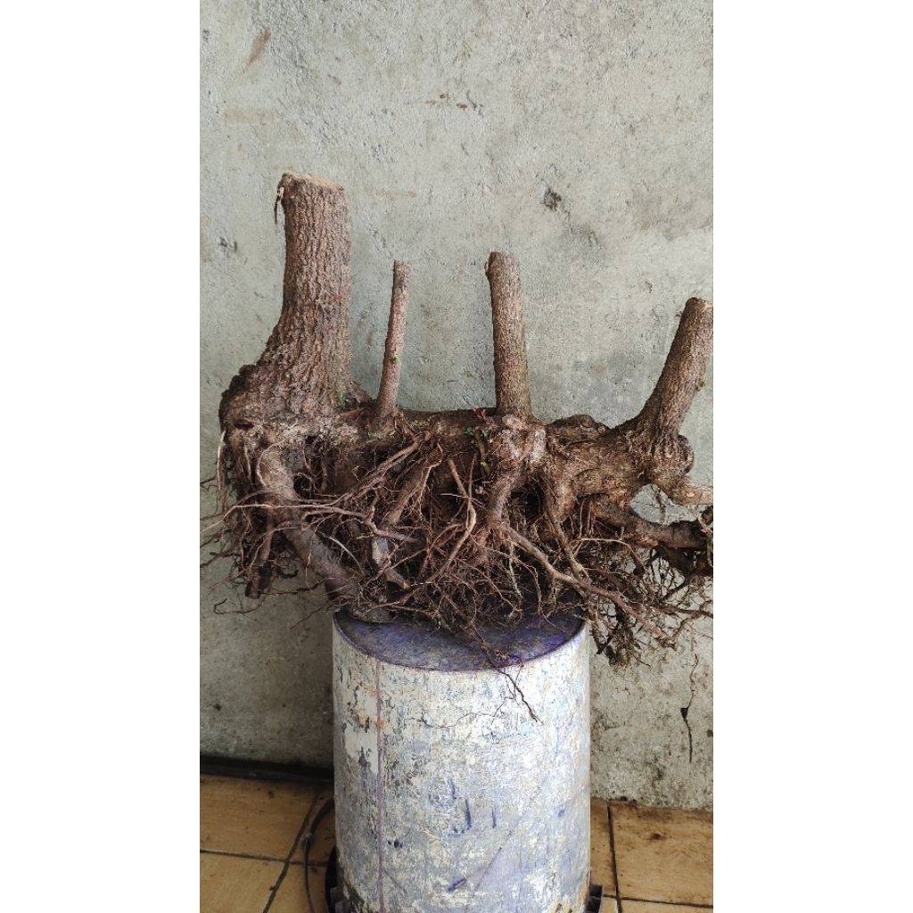 bahan bonsai ileng ileng realpic sesuai gambar