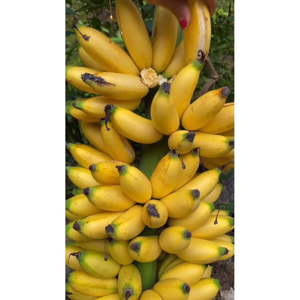 PISANG ULIN CENGKEH