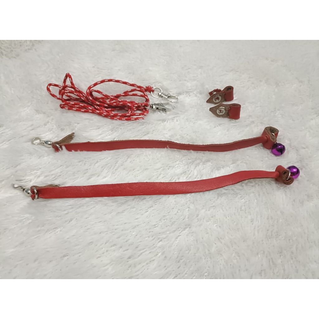 anglet burung hantu dan alap alap