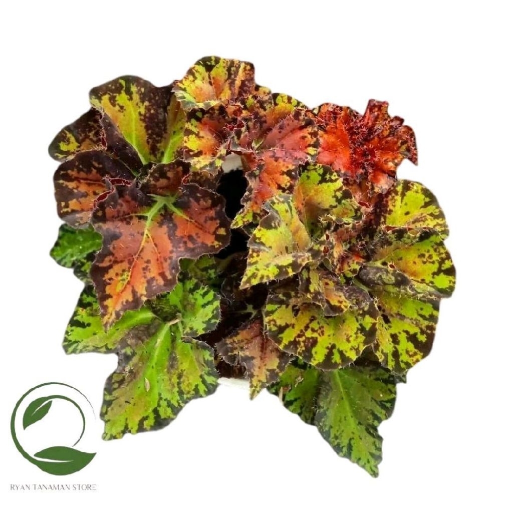 Tanaman Hias Begonia Sultan - Tanaman Begonia Keong Emas