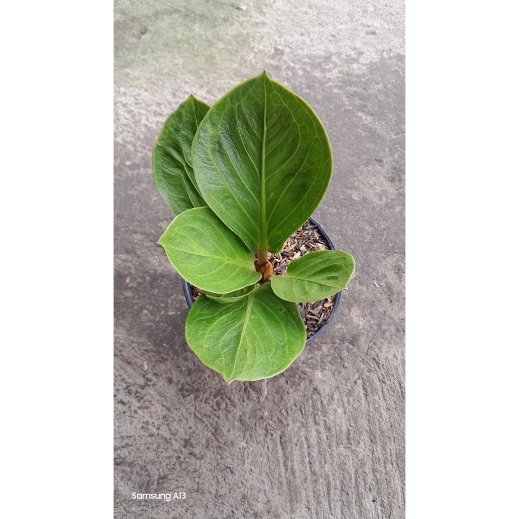 Anthurium Jenmani/Jemani Mangkok Camry (Size Remaja) (3)