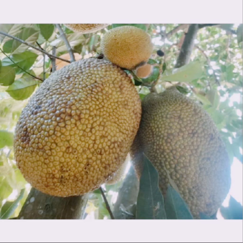 BUAH NANGKA TUA UTUH /MATANG DARI POHON