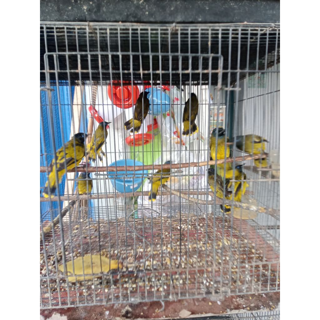 Burung kutilang sutra mulus