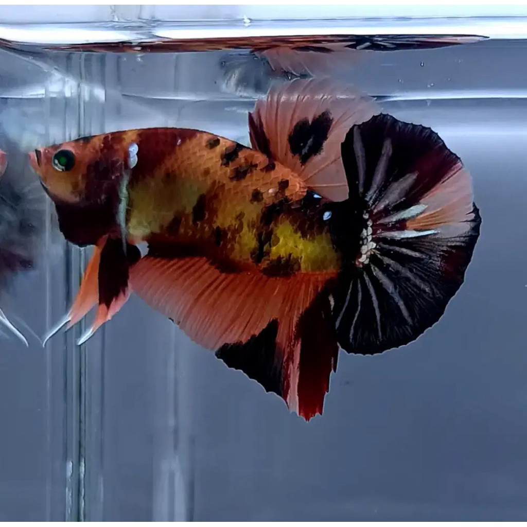 Cupang giant nemo hiasan aquarium real pict