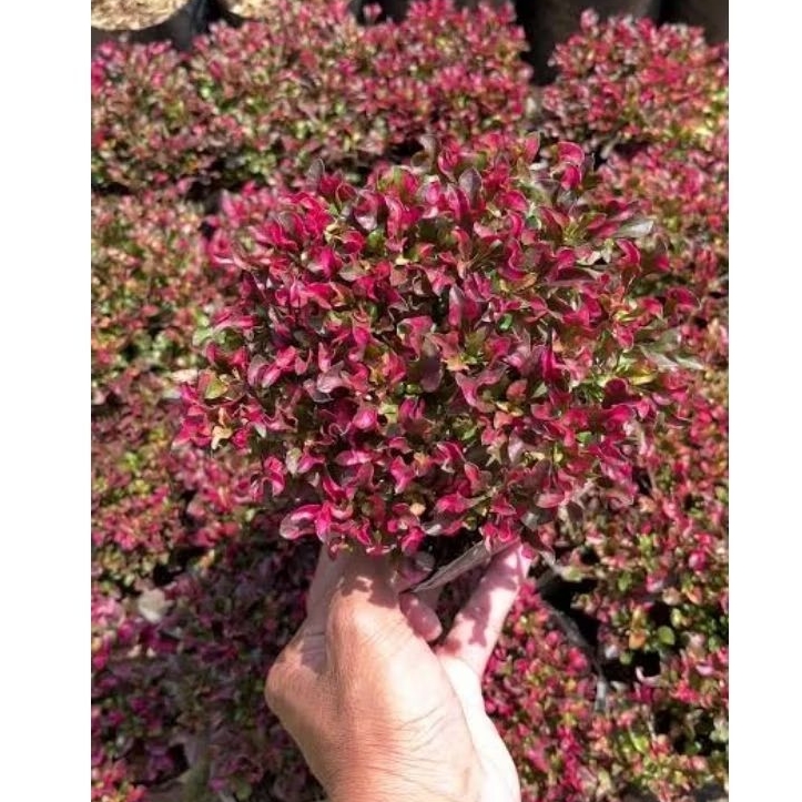 Paket 100 Pohon Tanaman Hias Krokot Merah Super Daun Merah Cantik