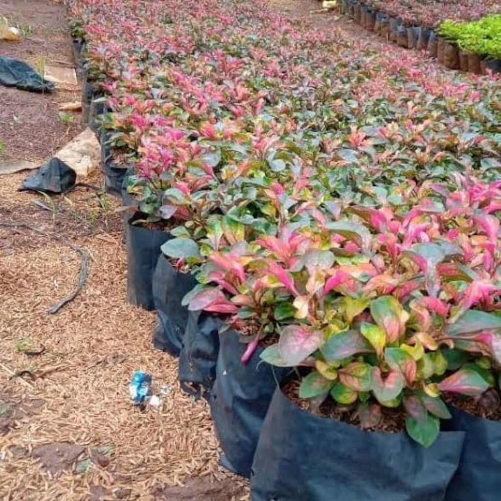 Paket 200 Pohon Tanaman Hias Krokot Merah Super Daun Merah Cantik