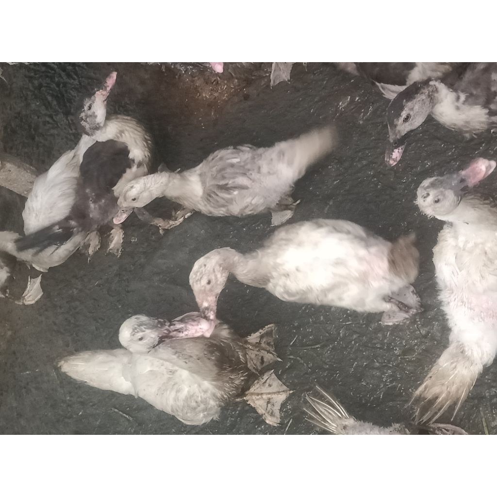 bebek versi umur 3 bulan