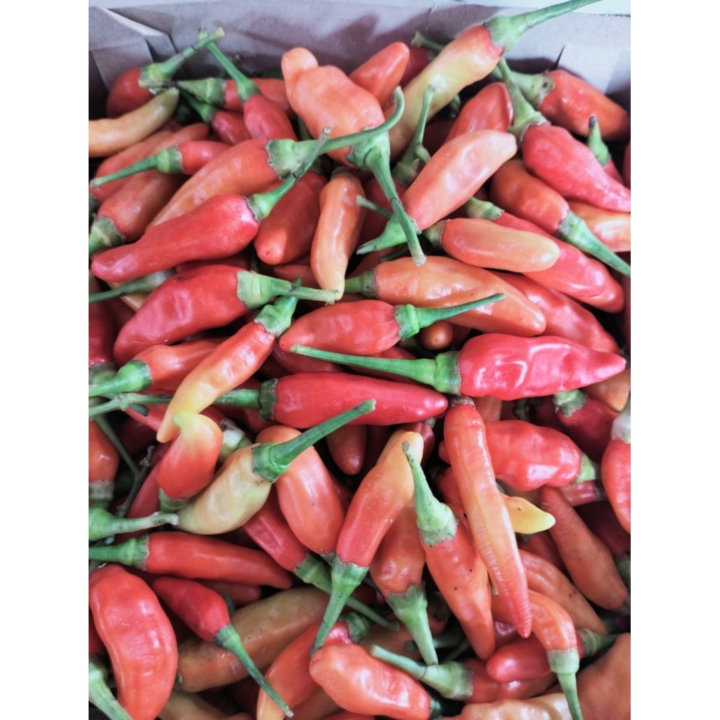 cabai rawit  premium cabe rawit ORI 212_kualitas super premium