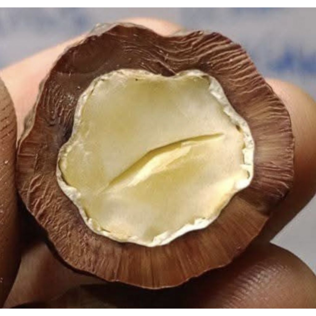 Muncang Adu Jenis Jayanti Gogog Jr Batok Tebal Beli 3 Bonus 1