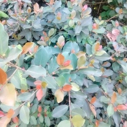 Tanaman hias bahan bonsai Ficus iprik silver varian mawar