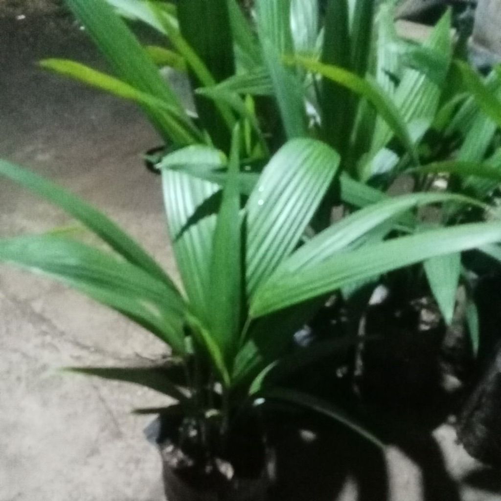 Bibit Palem Merah / Palem Merah