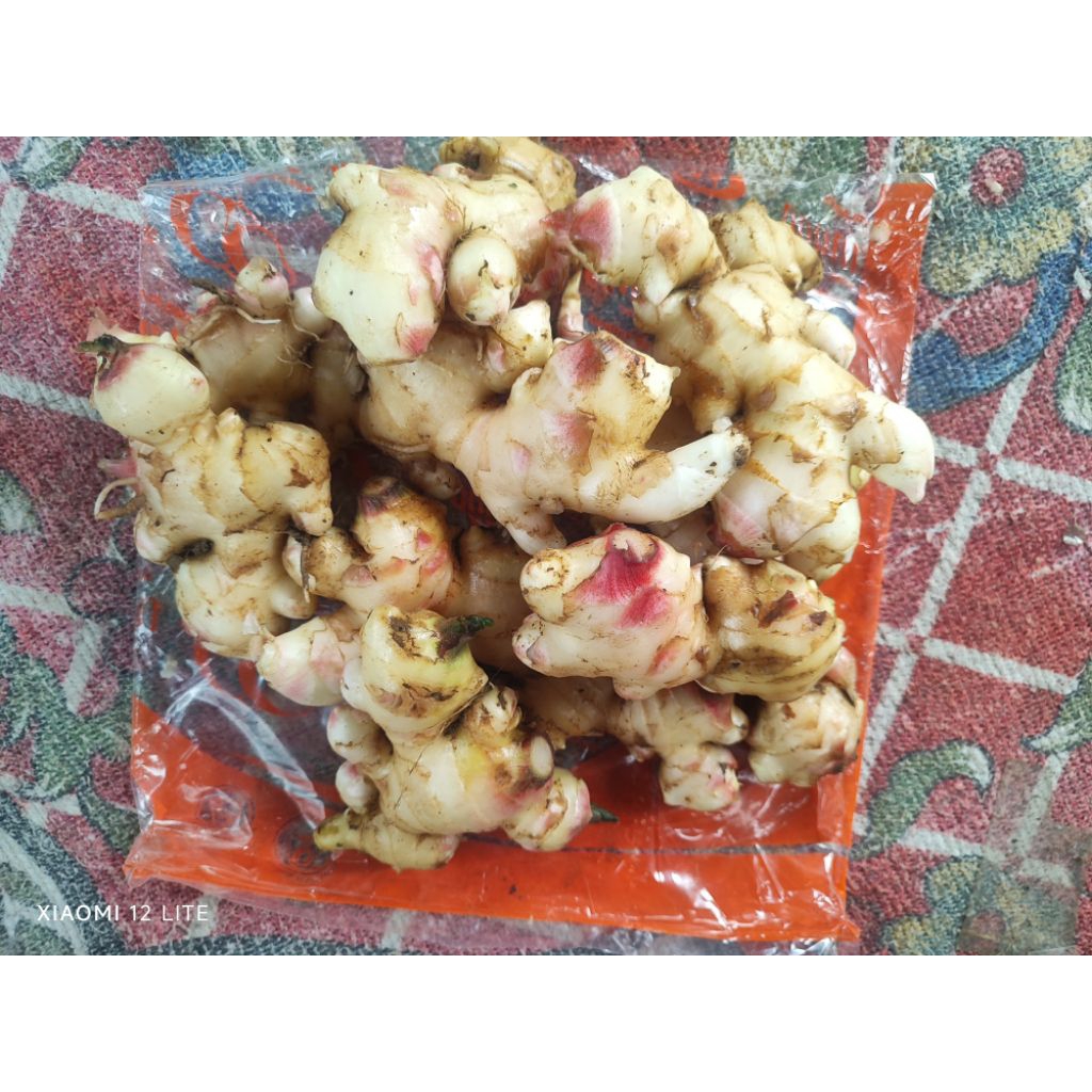 Jahe gajah segar 1kg jage muda