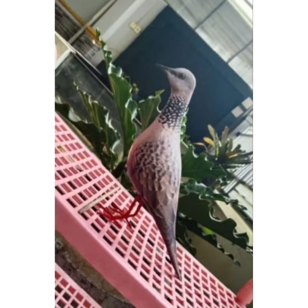 pancingan burung tekukur patung jontrot mirip asli