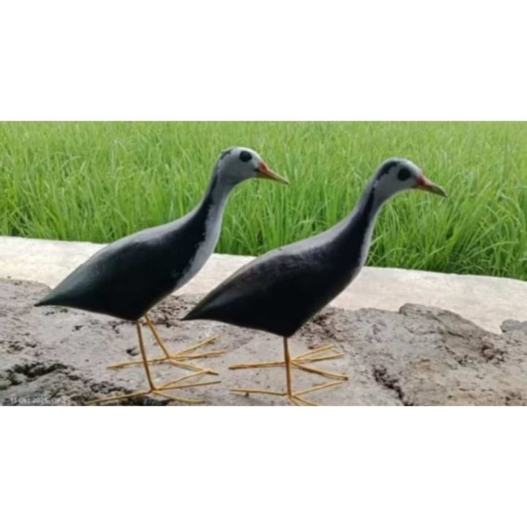 jontrot ampuh burung sawah ruak-ruak (koreo)