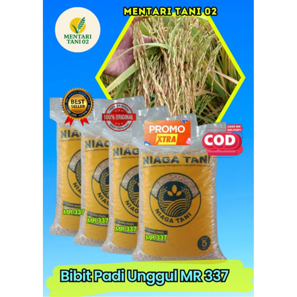 bibit padi unggul berkualitas MR337
