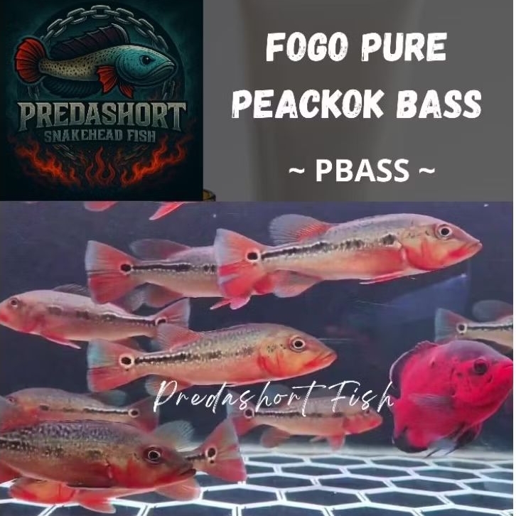 pbass / peackokbass FOGO Pure 7-8cm kualitas premium bergaransi 100% real