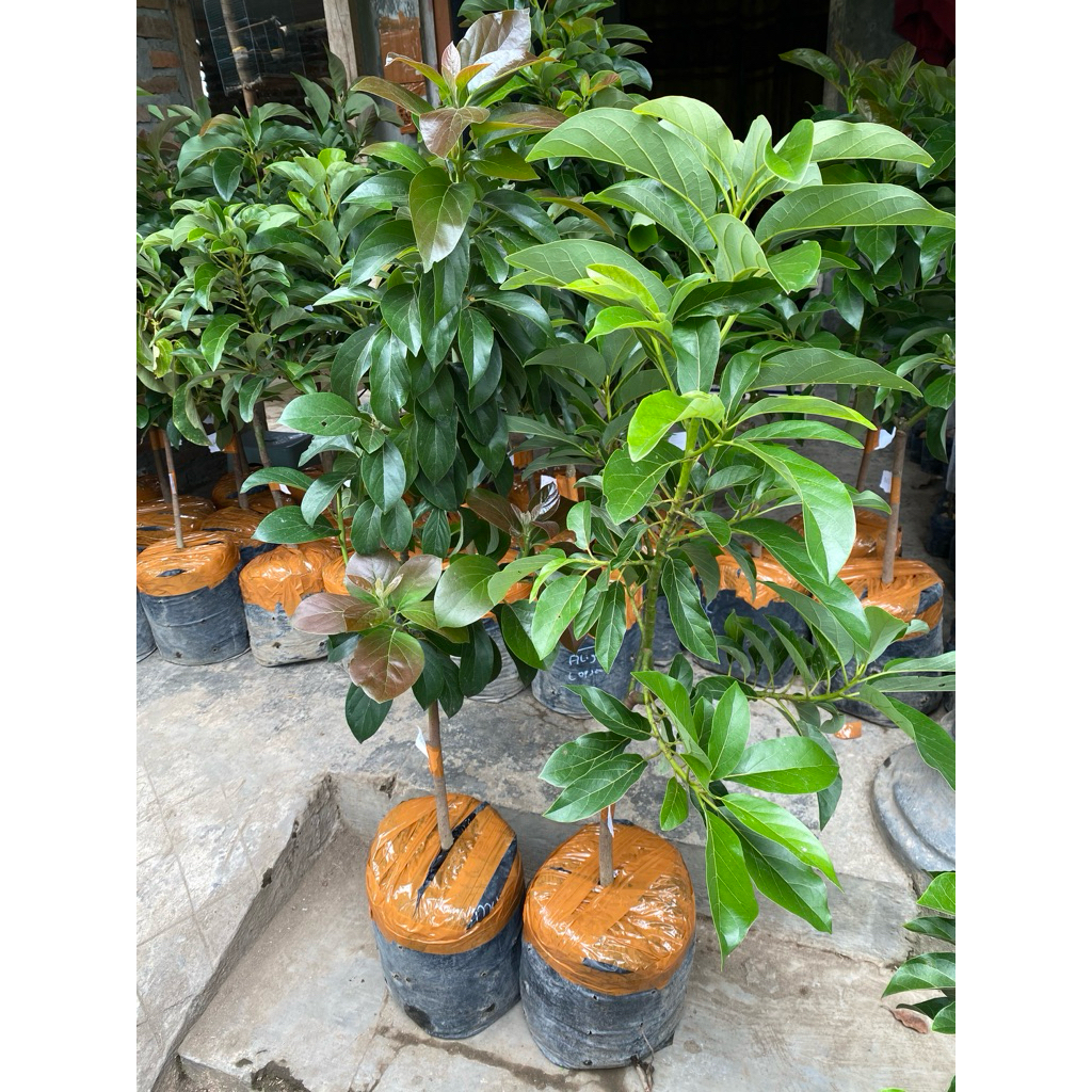 SPESIAL LIVE 5kg pot 35 bibit Alpukat segala jenis