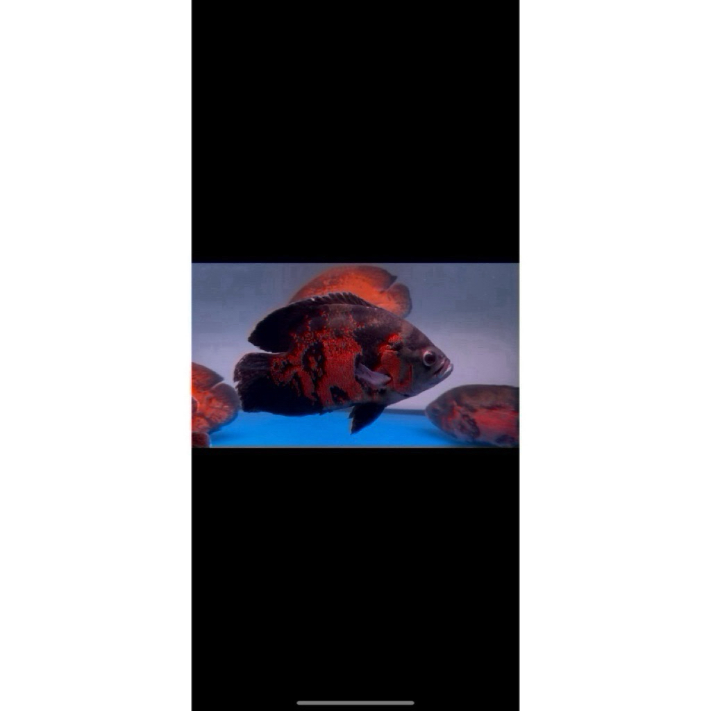 Oscar Tiger Black Good Marking 25cm high body import grade A