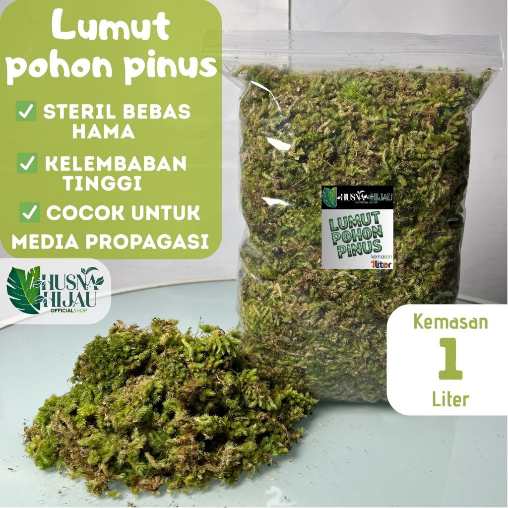 Husna hijau, LUMUT POHON PINUS, kemasan hemat 1liter, lumut hidup hutan pinus, Lumut Hidup Media Tan