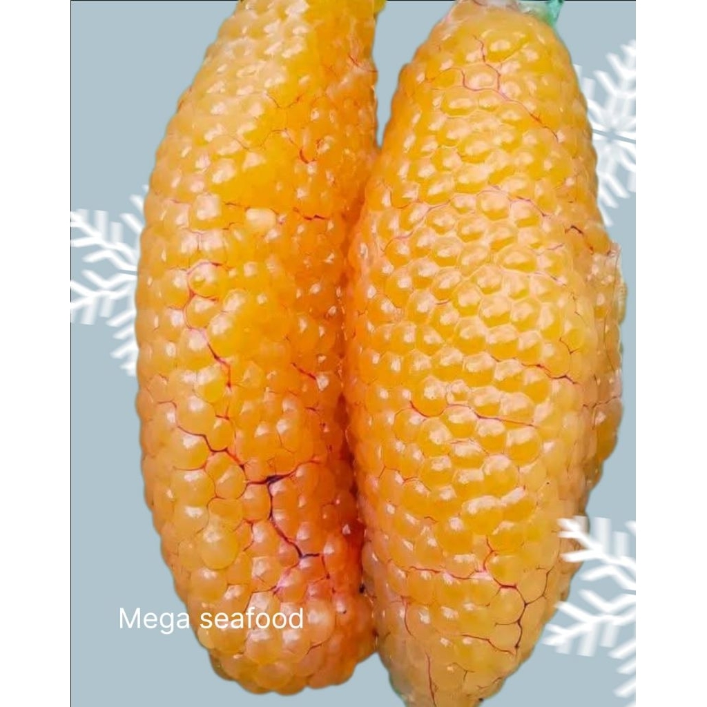 telor ikan Sembilang