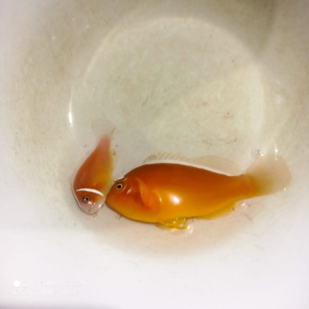 Ikan Hias Laut | Giro Pelet | Amphiprion perideraion