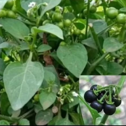 Pohon Leunca | pohon buah lalap