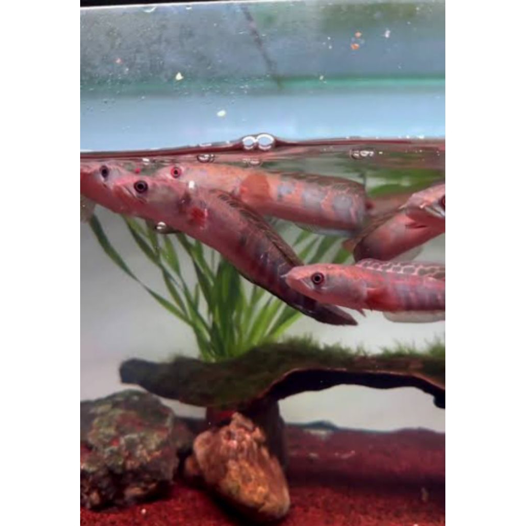 ba by Chana Red Barito Ful Bunga Size 3 Cm Spek Pogres [7 EKOR]