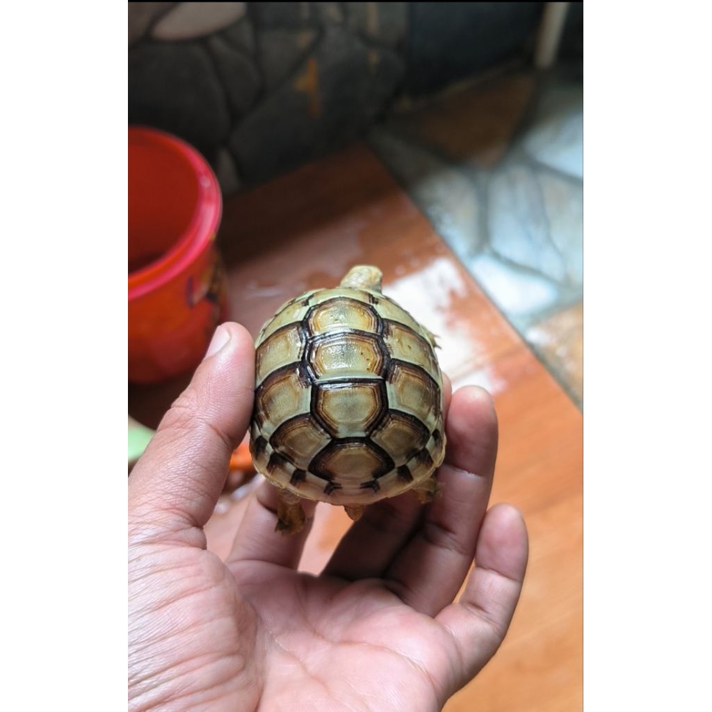 Kura darat Hermani 6-7cm best quality