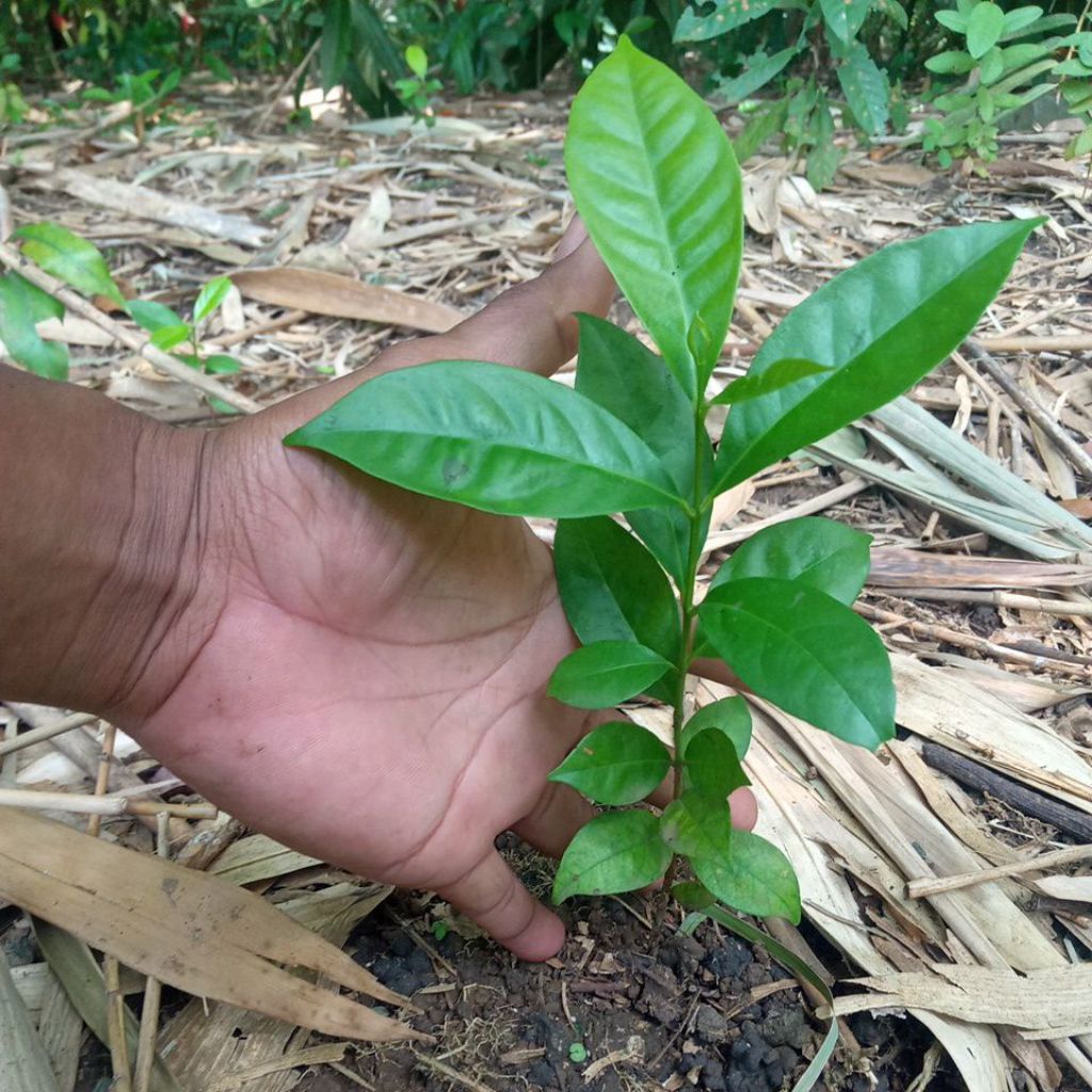 bibit daun salam dari biji 5 bibit