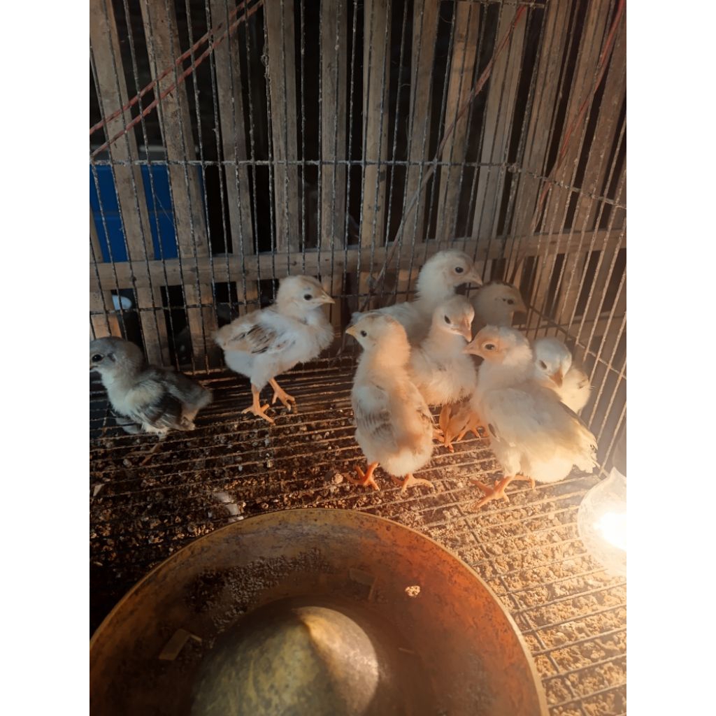 Anakan ayam Kampung Unggul