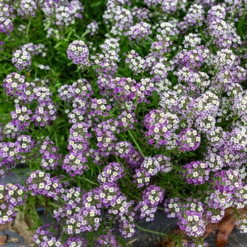 3 Benih Biji Bunga SWEET ALYSSUM Violet Queen