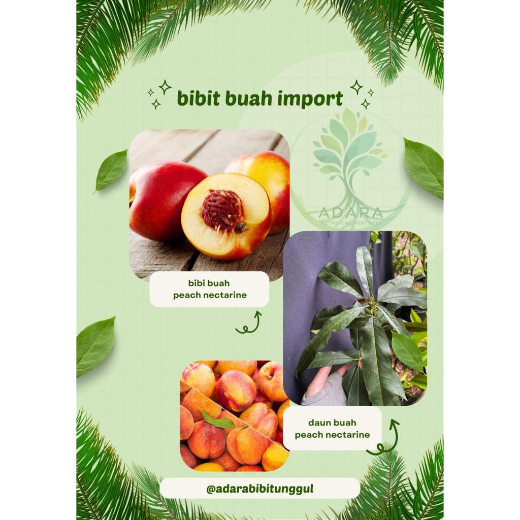 Bibit Buah Peach Nectarine
