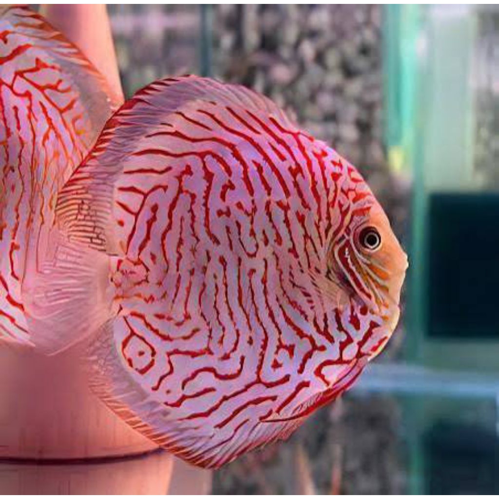 discus red mozaik Tiger hiasan elegan