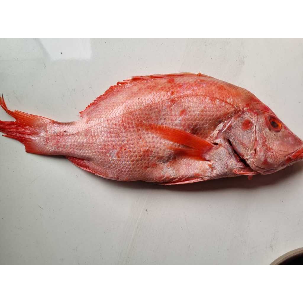 Ikan Kakap Merah Segar Premium Fresh Laut Non Frozen – Langsung dari Nelayan Hari Ini, Daging Tebal 