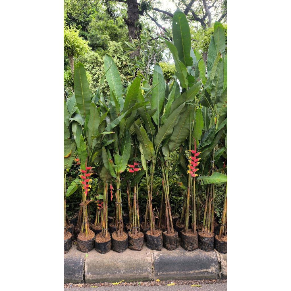 Tanaman hias tropis pagar heliconia bihai pisang bali varigata