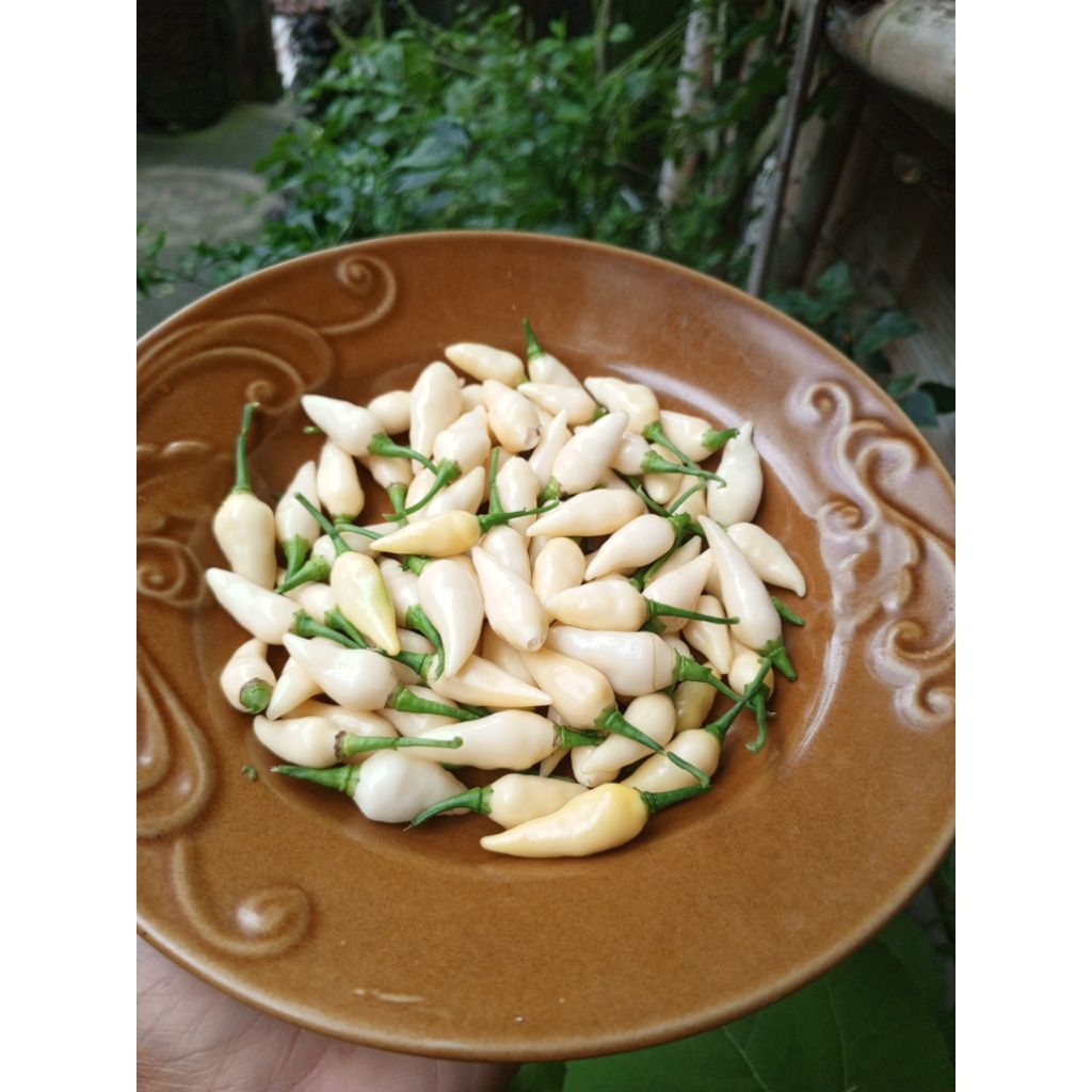 biji benih cabe jenis impor coyote zan white