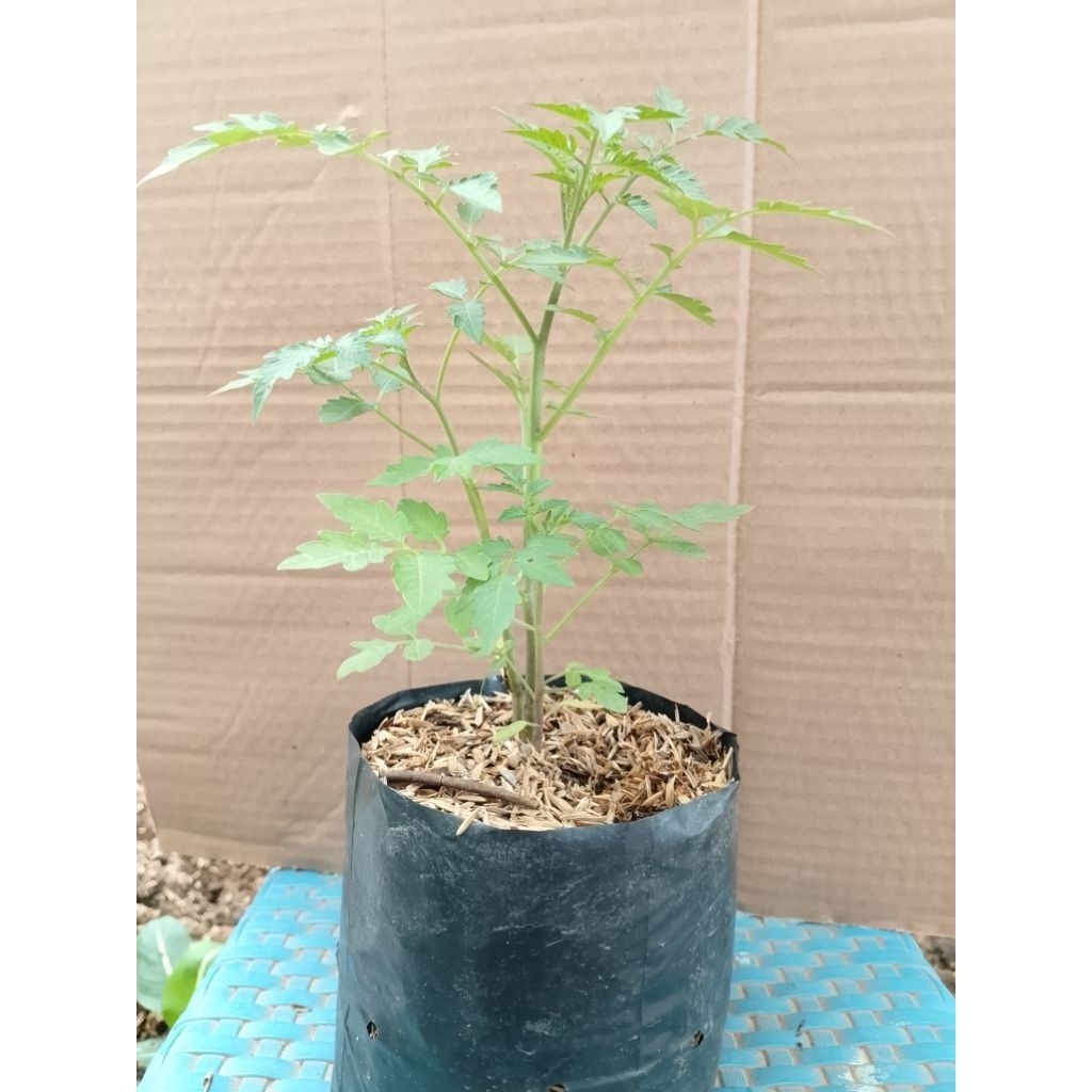 bibit tanaman tomat tanaman rempah buah tomat