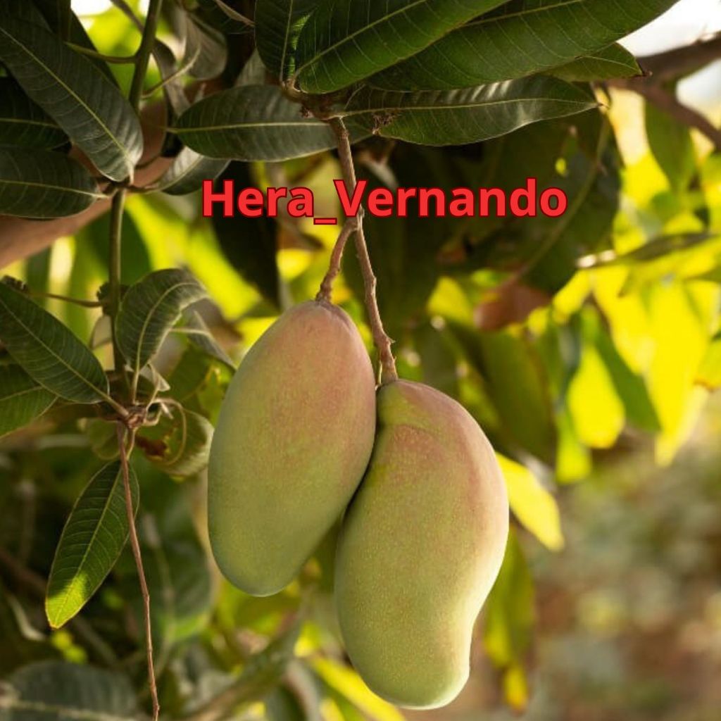 Bibit Mangga Chokanan Super Hasil Okulasi Siap Buah