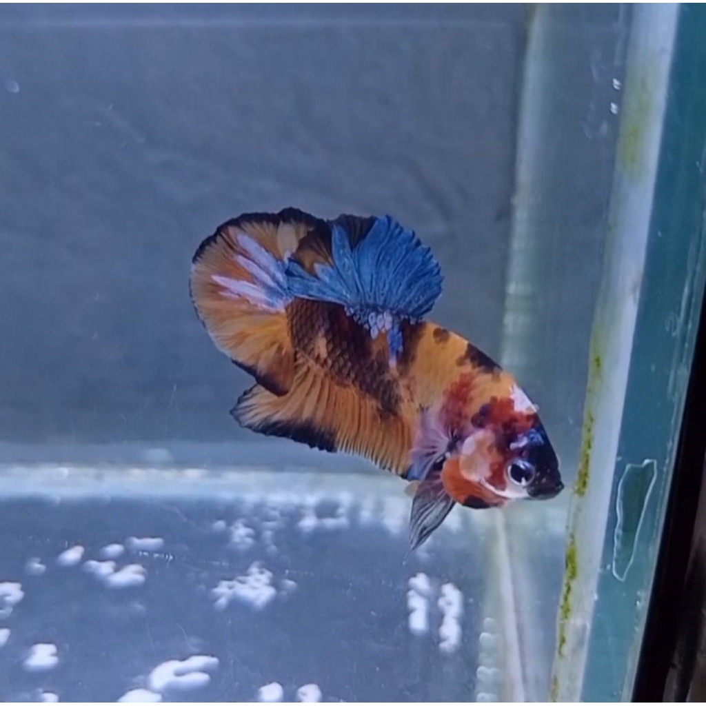 cupang Nemo koi galaxy real pict