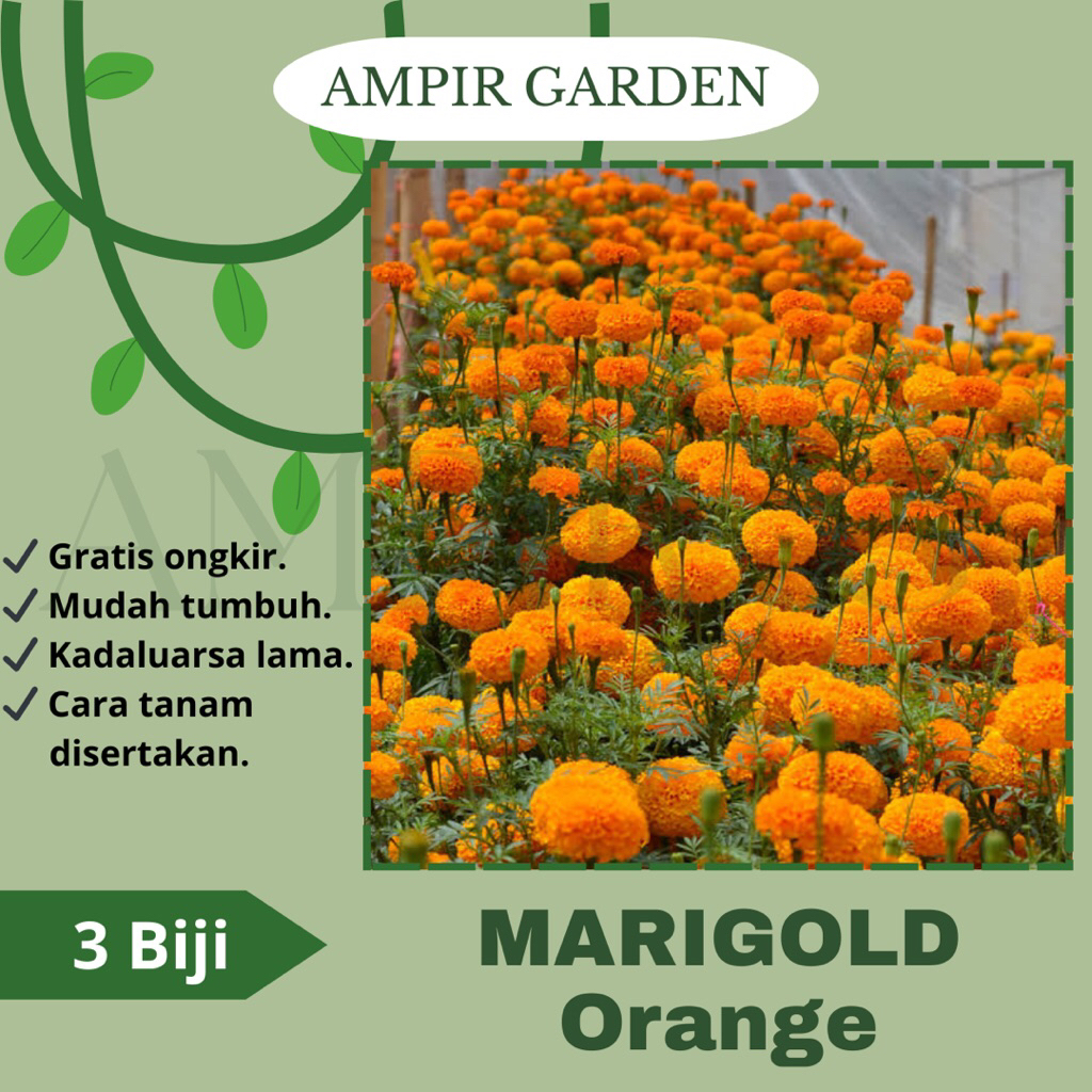 3 Biji Benih Bunga MARIGOLD ORANGE / Bibit Benih Tanaman Bunga Marigold Oren