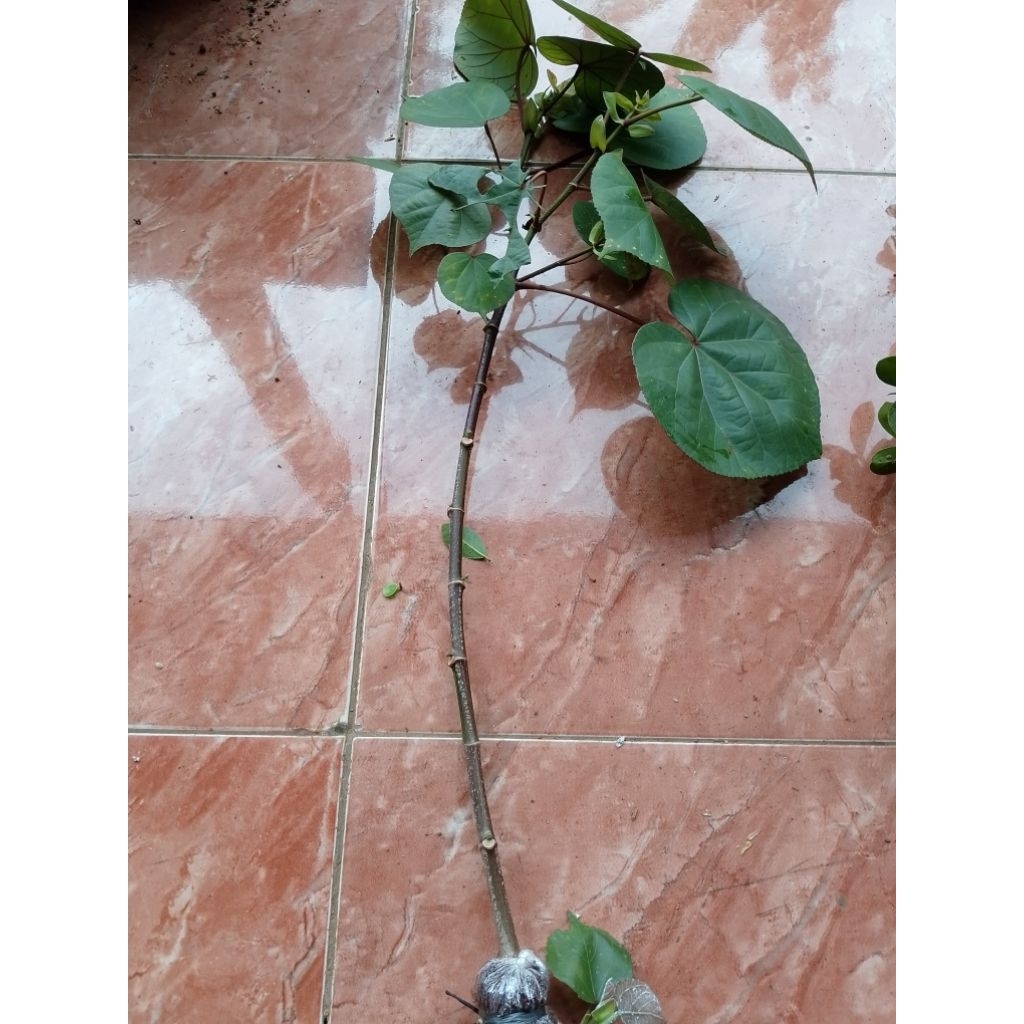 bahan bonsai waru taiwan