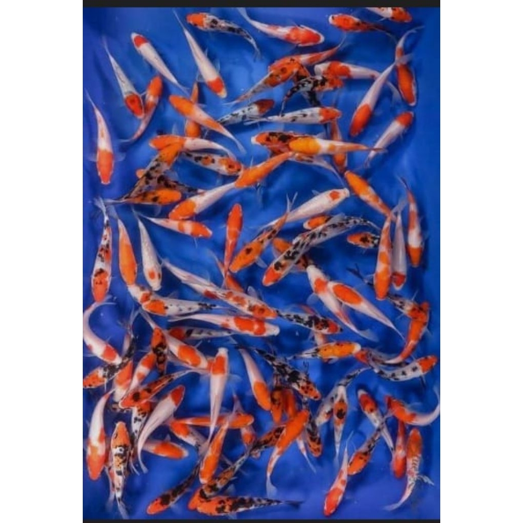 bibit ikan koi berkualitas