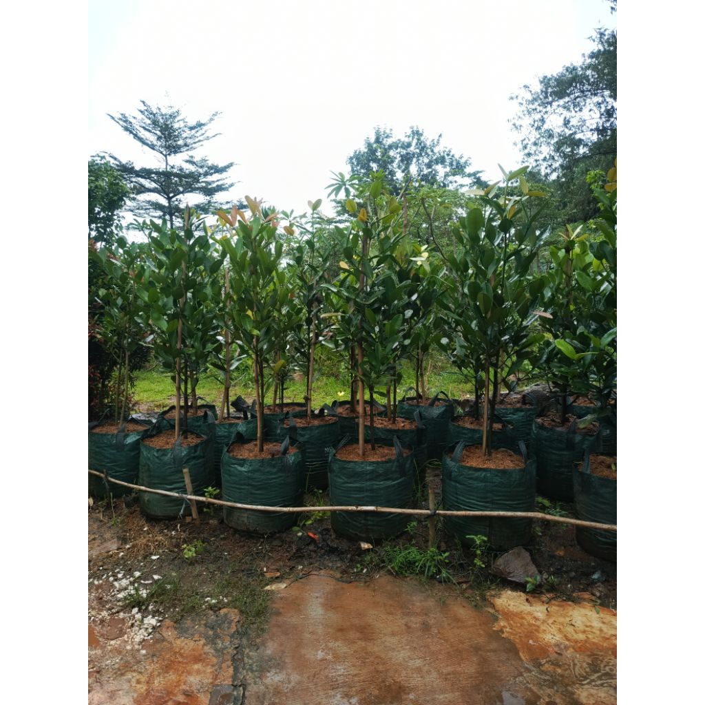 pohon nangka taiwan, pohon nangka garcenia tinggi 1,5 meter