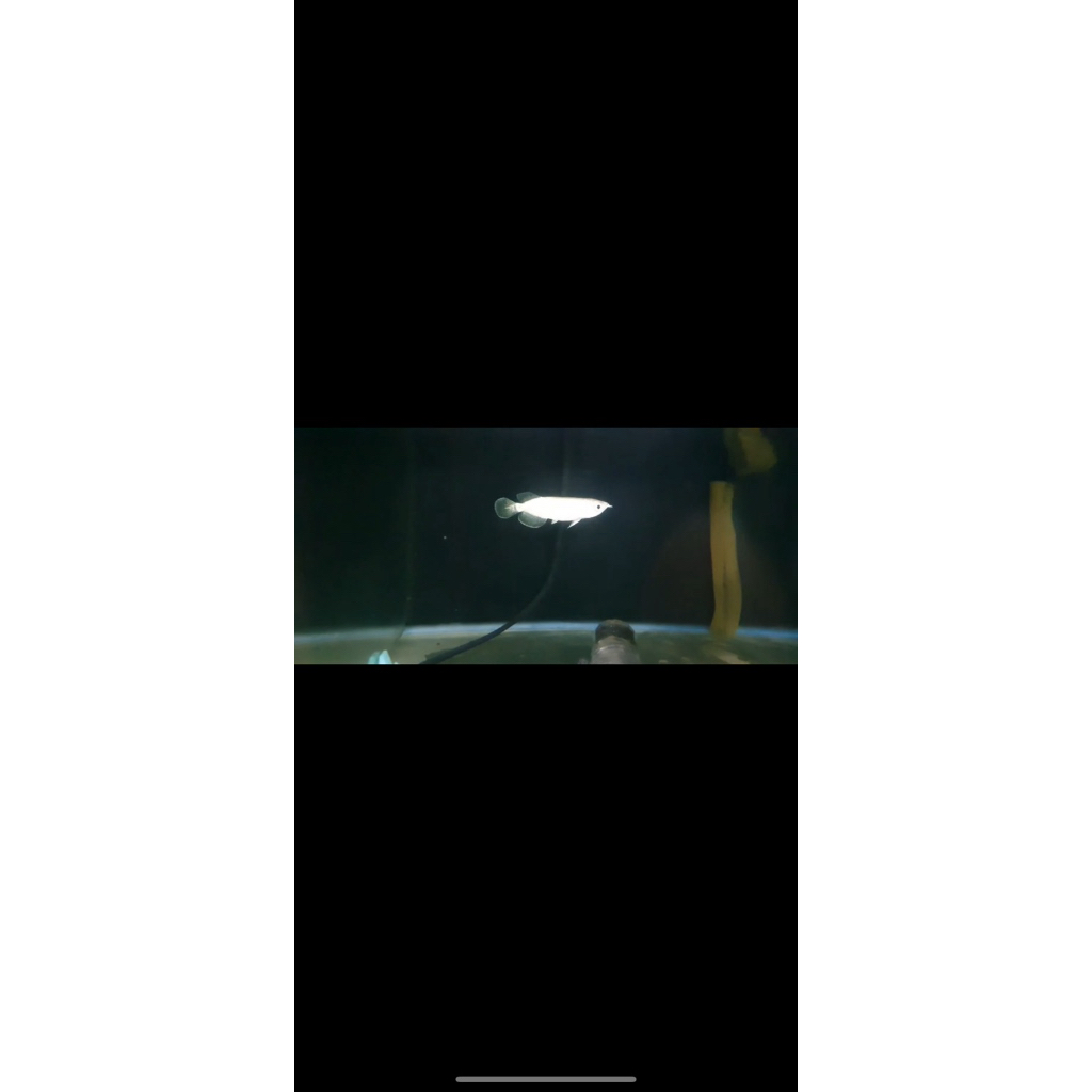 Arwana Jardini / Irian Platinum 8-10cm