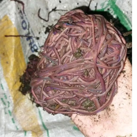 Cacing Tanah (ANC) Super Premium++ 100 gram Bersih Untuk Pakan Ikan Channa