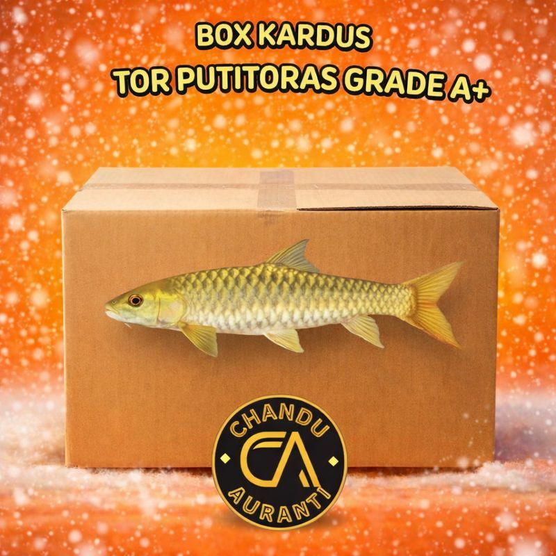 Tor Putitoras / Tor Putitora Size 12-15cm Sehat GRADE A+ Lincah & Mewah