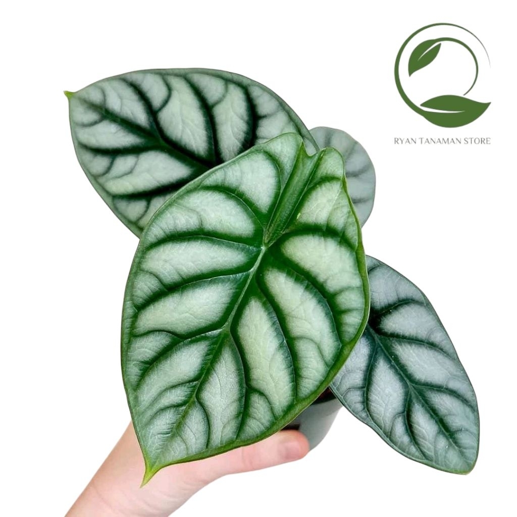 Tanaman Hias Alocasia Dragon Silver - Tanaman Alocasia Dragon Silver