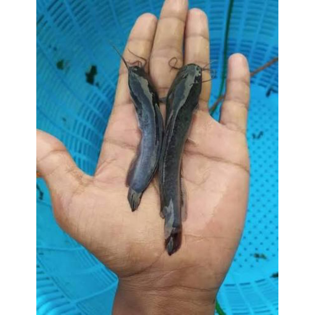 Bibit Ikan Lele Sangkuriang - Ukuran 10-12cm, Berkualitas Tinggi