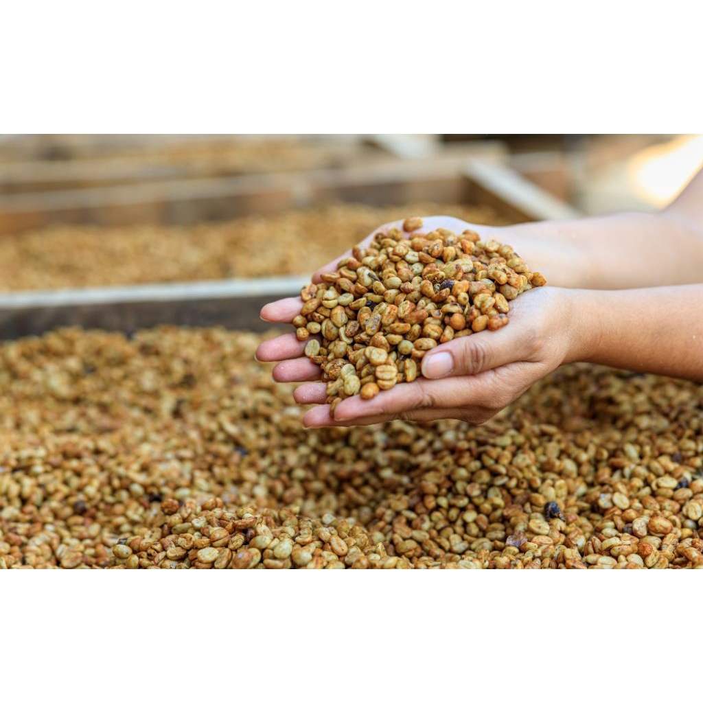 biji gabah kopi arabika proses honey